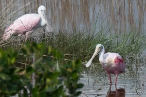 Roseate spoonbills in Florida's 10000 Islands