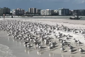 Royal Terns and Black Skmmers cover a Beach in the Ten Thousand Islands