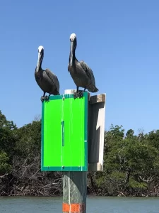 two brown pelicans on a channel marker