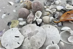 sand dollars and shells found on a shelling beach stop on our eco tour