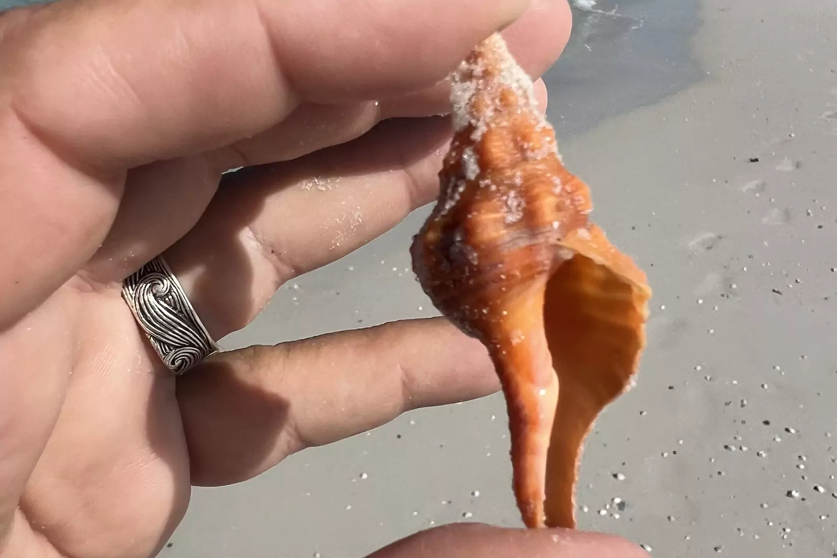 Florida horse conch shell