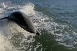 Splash! Dolphins love Marco Island