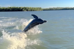 Wow look at that big dolphin jump!