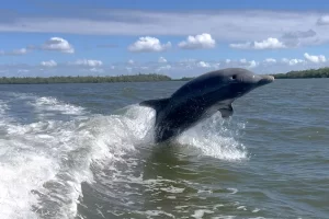 playful dolphins love to jump