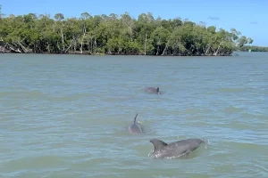 dolphin tours marco island
