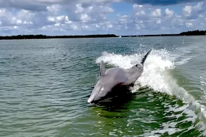 dolphins jumping on a Marco Island boat toru