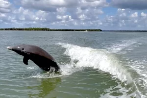 playful dolphins in Marco Island