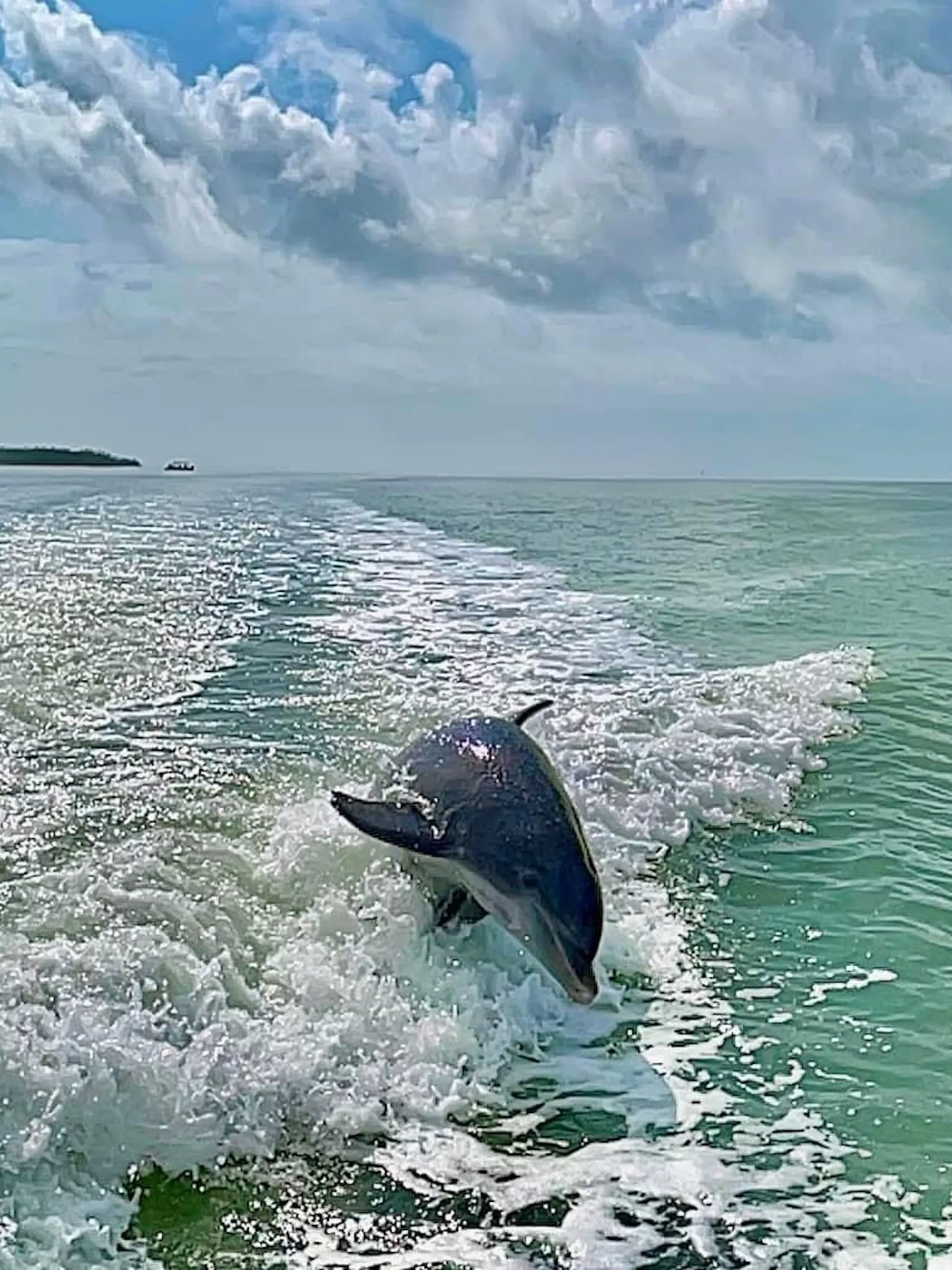 Top-rated Dolphin tours on Marco Island