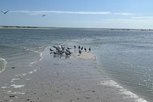 Birds on a Marco Beach