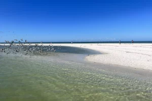 Birds at the sand bar