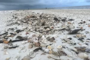 Shelling on a Marco Island Beach