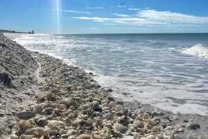 So many shells on Marco Island's beaches
