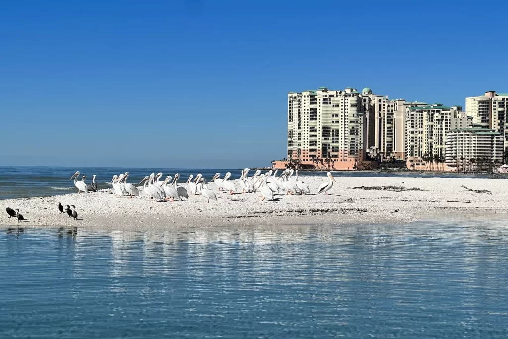 White pelicans on a Marco Island beach