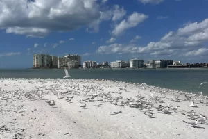 so many birds on a shell island tour
