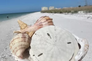 SO many shells!