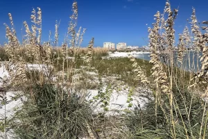 View of Marco Island through sea oats from Kice Island