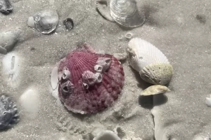 shells on shell island