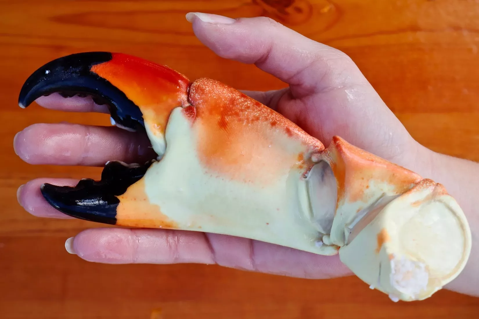 Colossal Stone Crab Claw