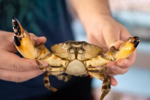 Stone crabs