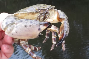 Stone crab fresh out of the water