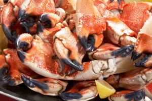 Stone crabs in Marco Island