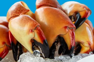 Stone crab claws on ice