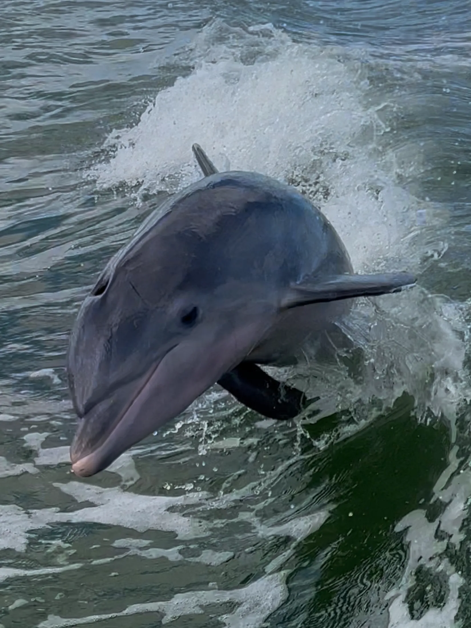 marco island dolphin boat tours for families
