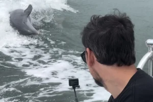 Marco Island dolphin and wildlife tours