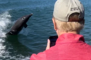 Marco Island dolphin cruise