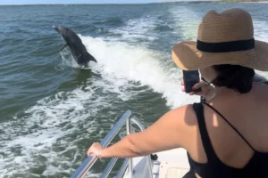 Marco Island dolphin experience