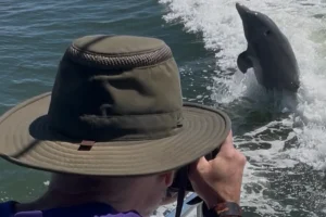 marco dolphin sightseeing