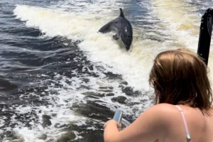 dolphin watching on Marco Island
