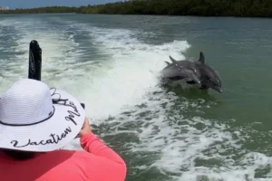 Marco eco dolphin tours