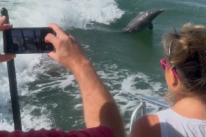 Marco Island guided dolphin tours