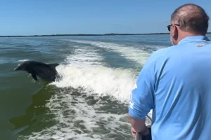 Marco Island dolphin cruise