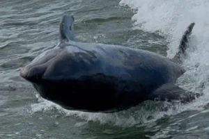 Marco Island shelling and dolphin boat tours