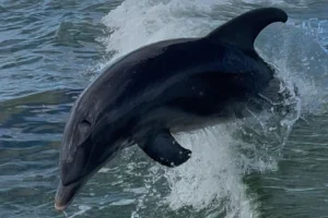 Morning dolphin tours Marco Island