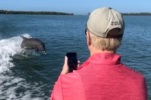 Private dolphin tours Marco Island