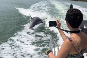 Small group dolphin tours on Marco Island