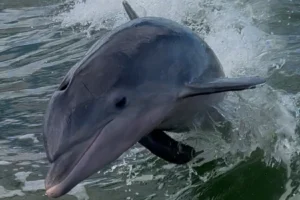 sunset dolphin tour on Marco Island