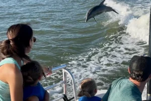 Ten thousand islands dolphin tours