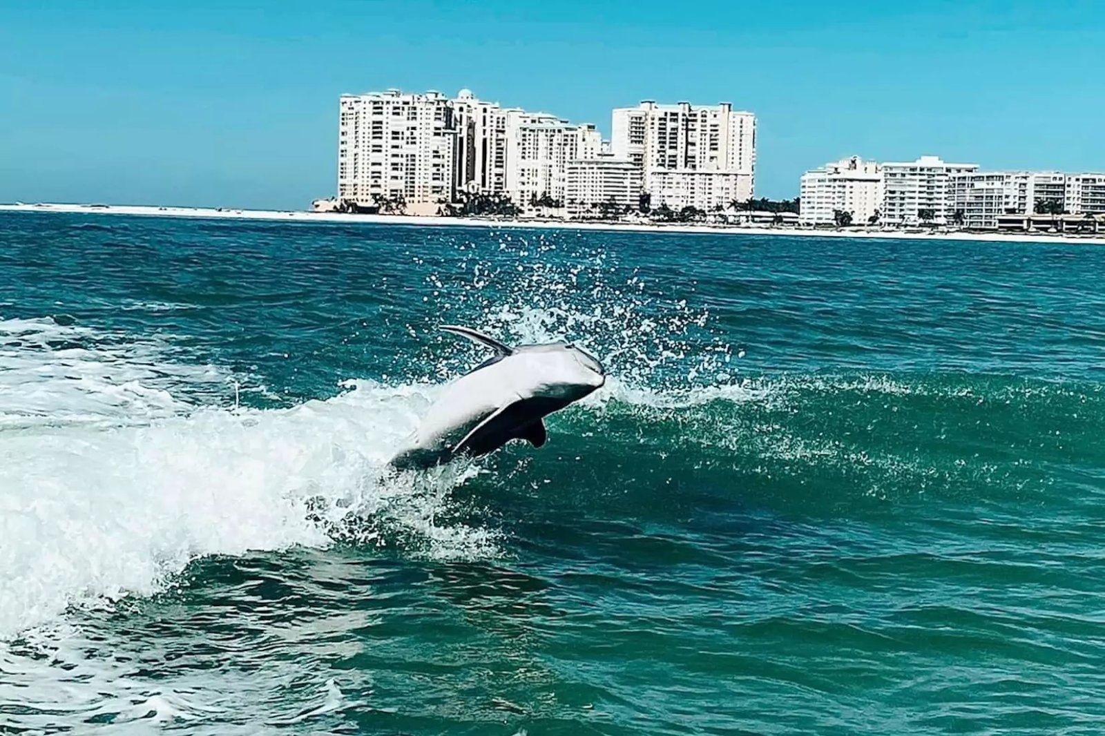 Best Time To See Dolphins On Marco Island The Best Dolphin Tour