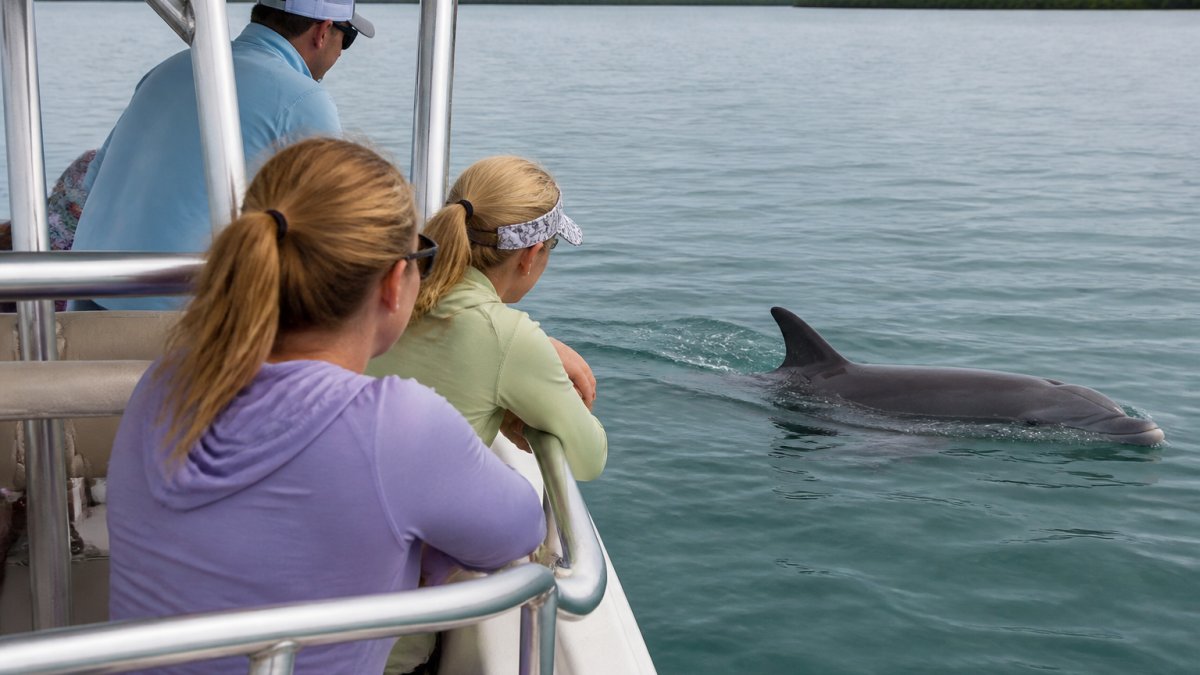 A wild bottlenose dolphin surfacing near a boat on calm Gulf waters with passengers aboard observing from a safe distance